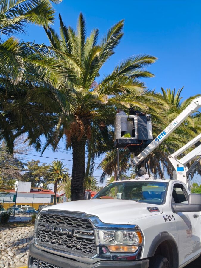 Realizan muestreo y aplicación de biológicos en palmeras canarias de Pachuca
