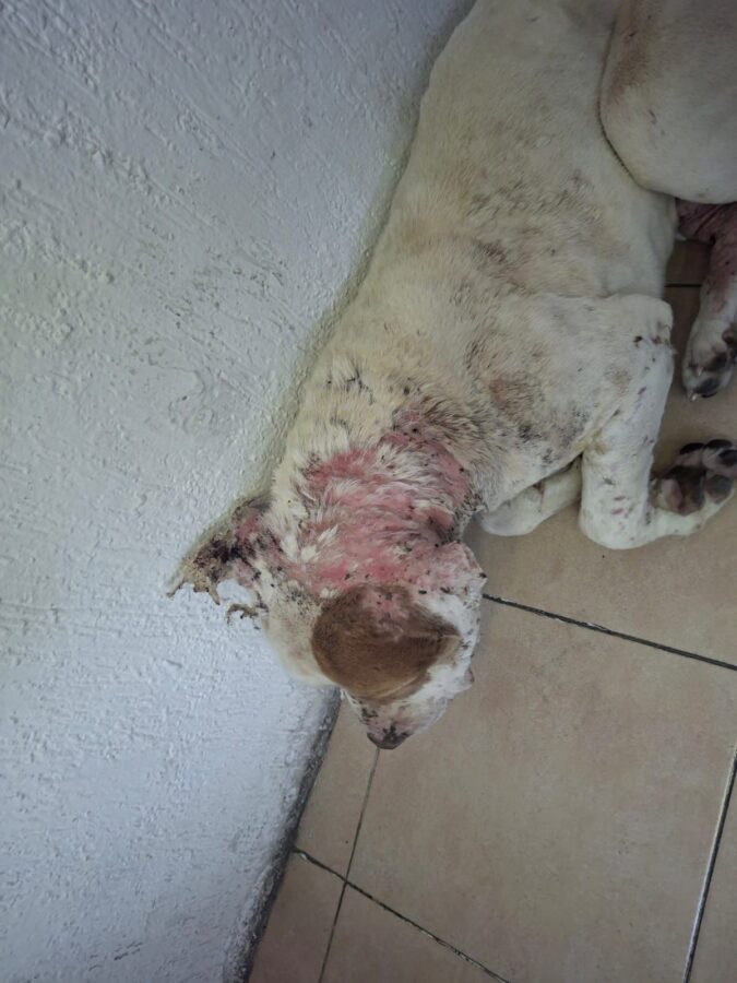 Reportan nuevo caso de abuso contra un perro en Mineral de la Reforma