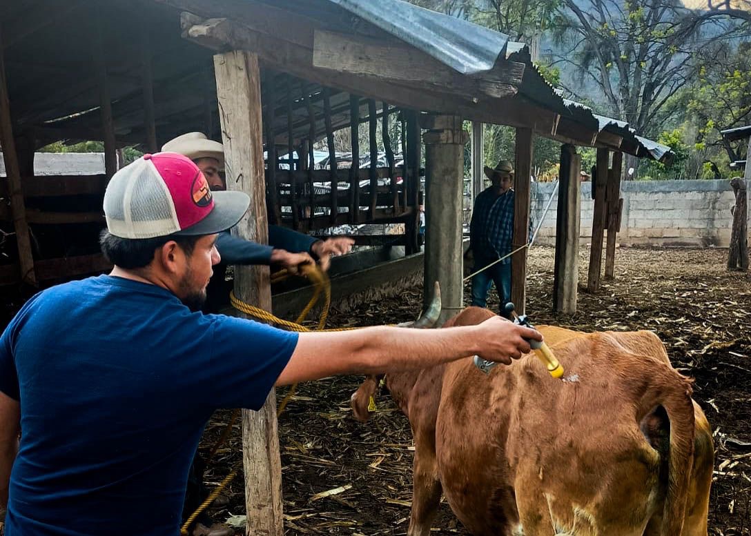 Anuncia Huasca campaña de atención al ganado bovino