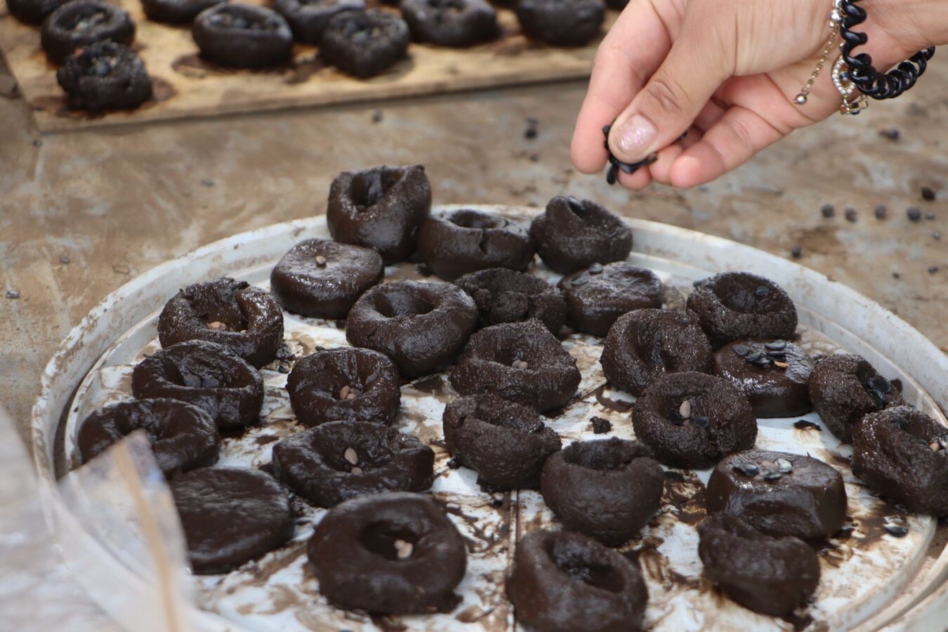 Hidalgo impulsa reforestación mediante el programa “Esferas de Vida”.