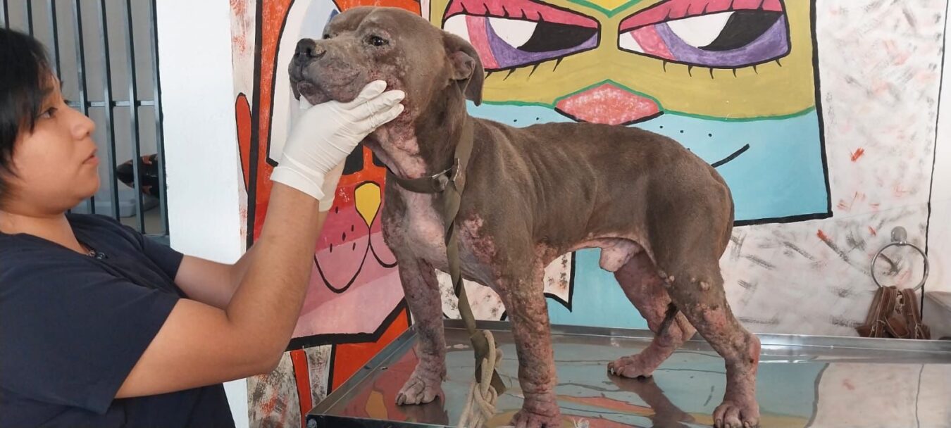 Atienden denuncia de perros en situación de descuido en Chavarría