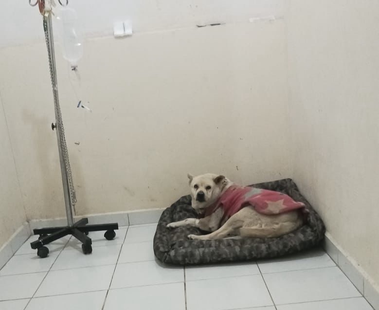 Atiende Mineral de la Reforma a perrita atropellada en el Álamo