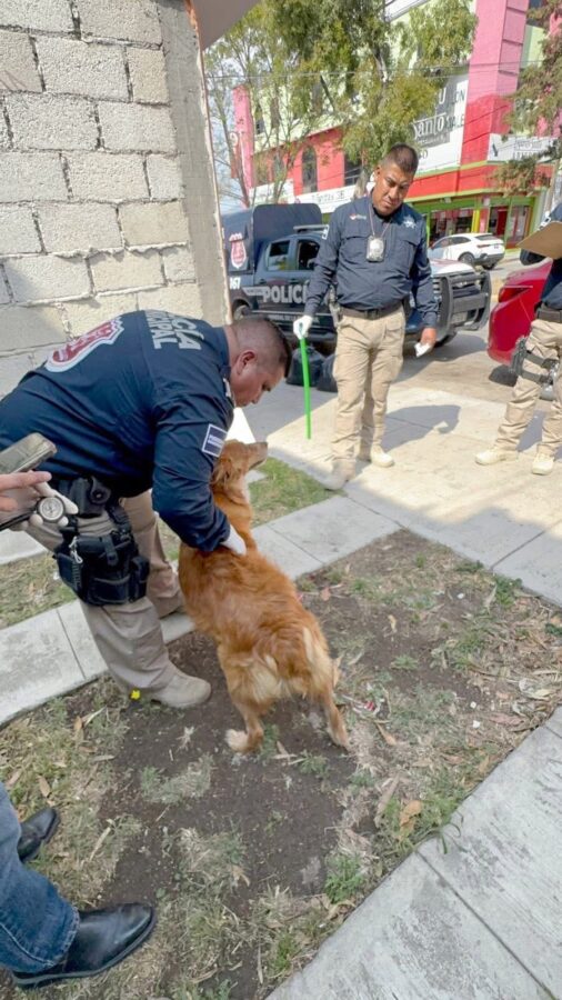 Atiende Mineral de la Reforma caso de maltrato animal