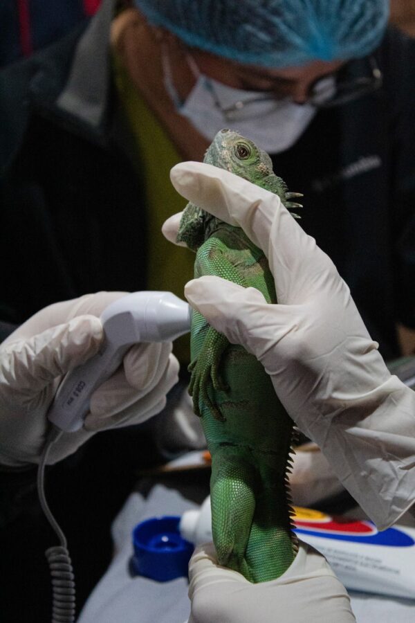 Fortalece Pachuca capacitación en Rehabilitación de Fauna Silvestre