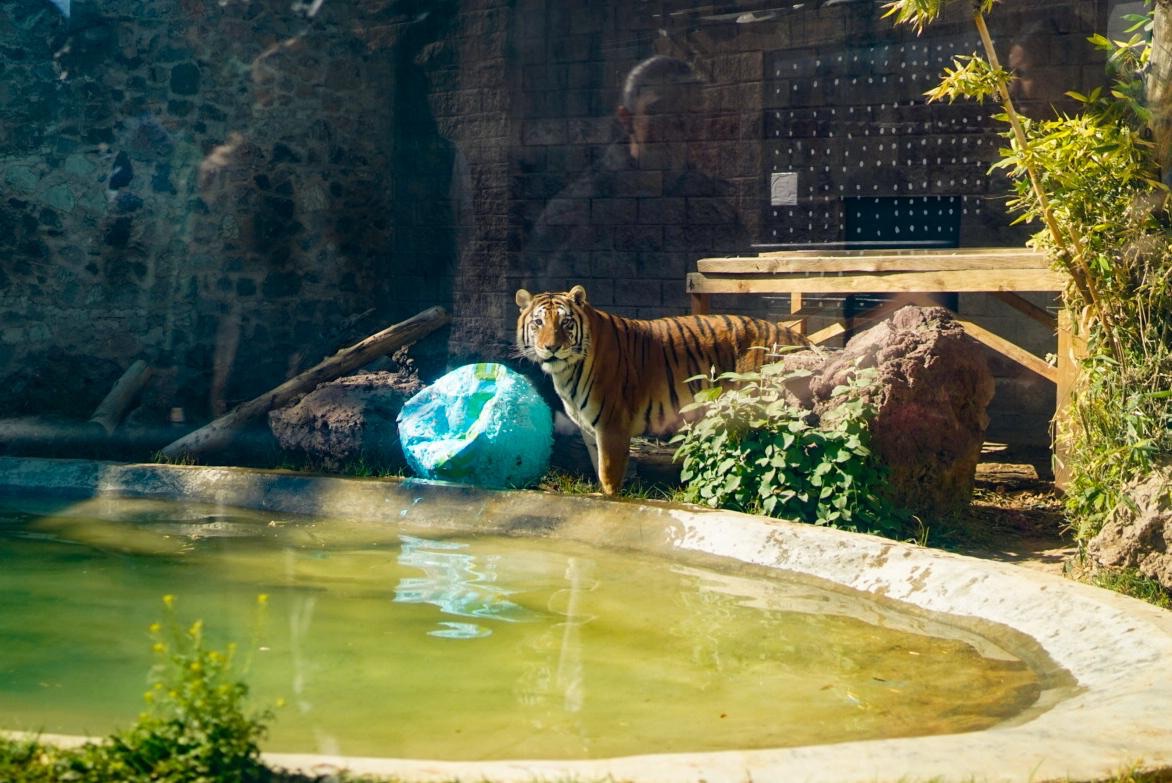 La Unidad de Fauna Silvestre de Pachuca cumple 10 años