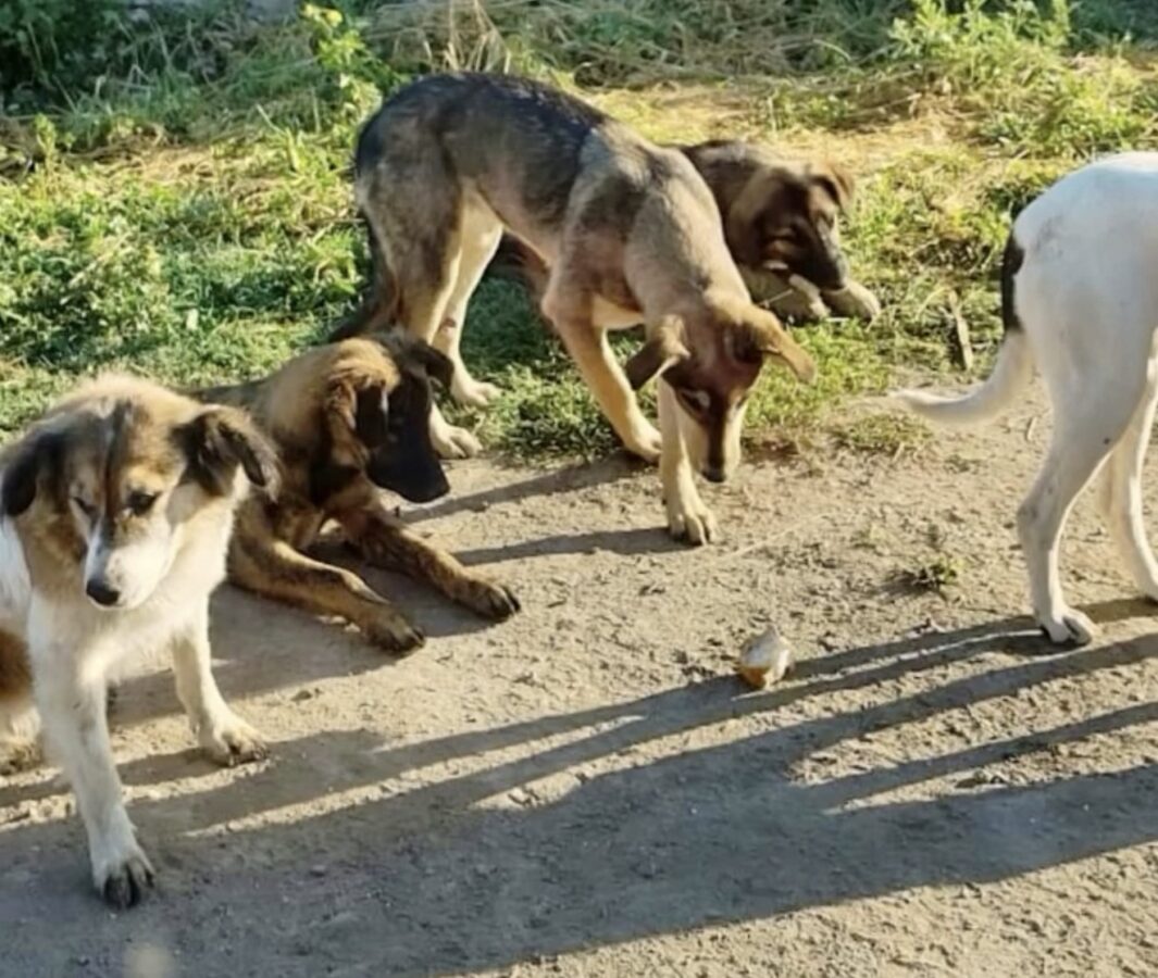 Lomitos desaparecen tras incendio provocado