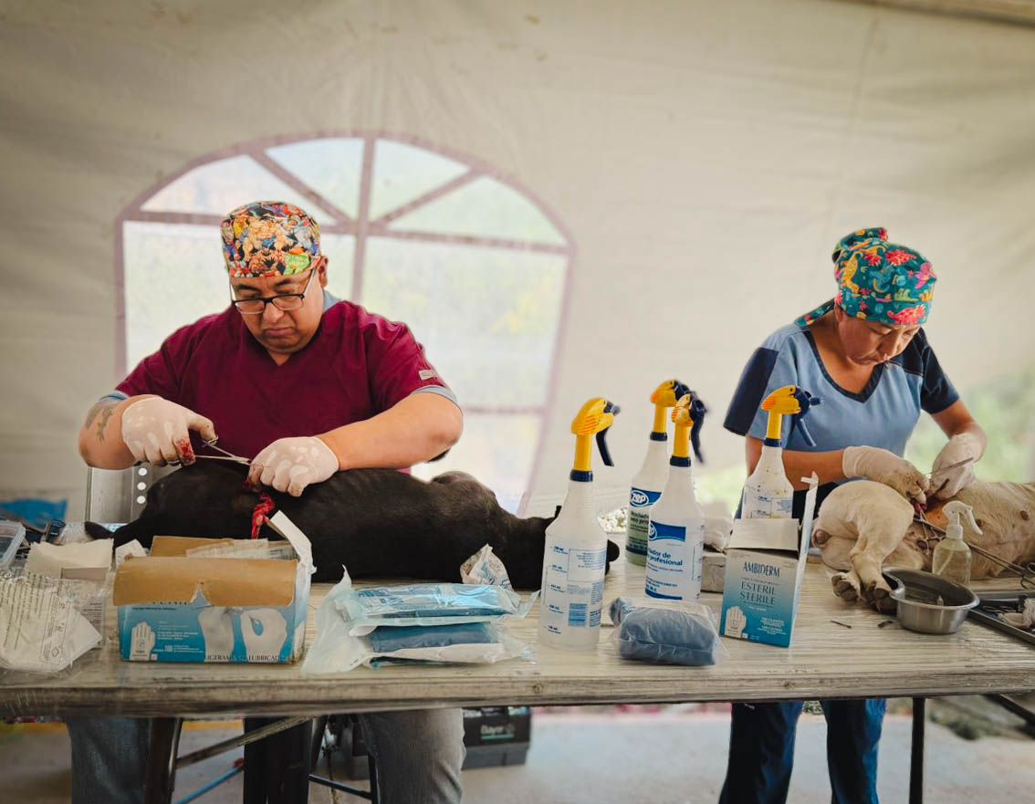 Realizan 62 esterilizaciones en Huasca de Ocampo