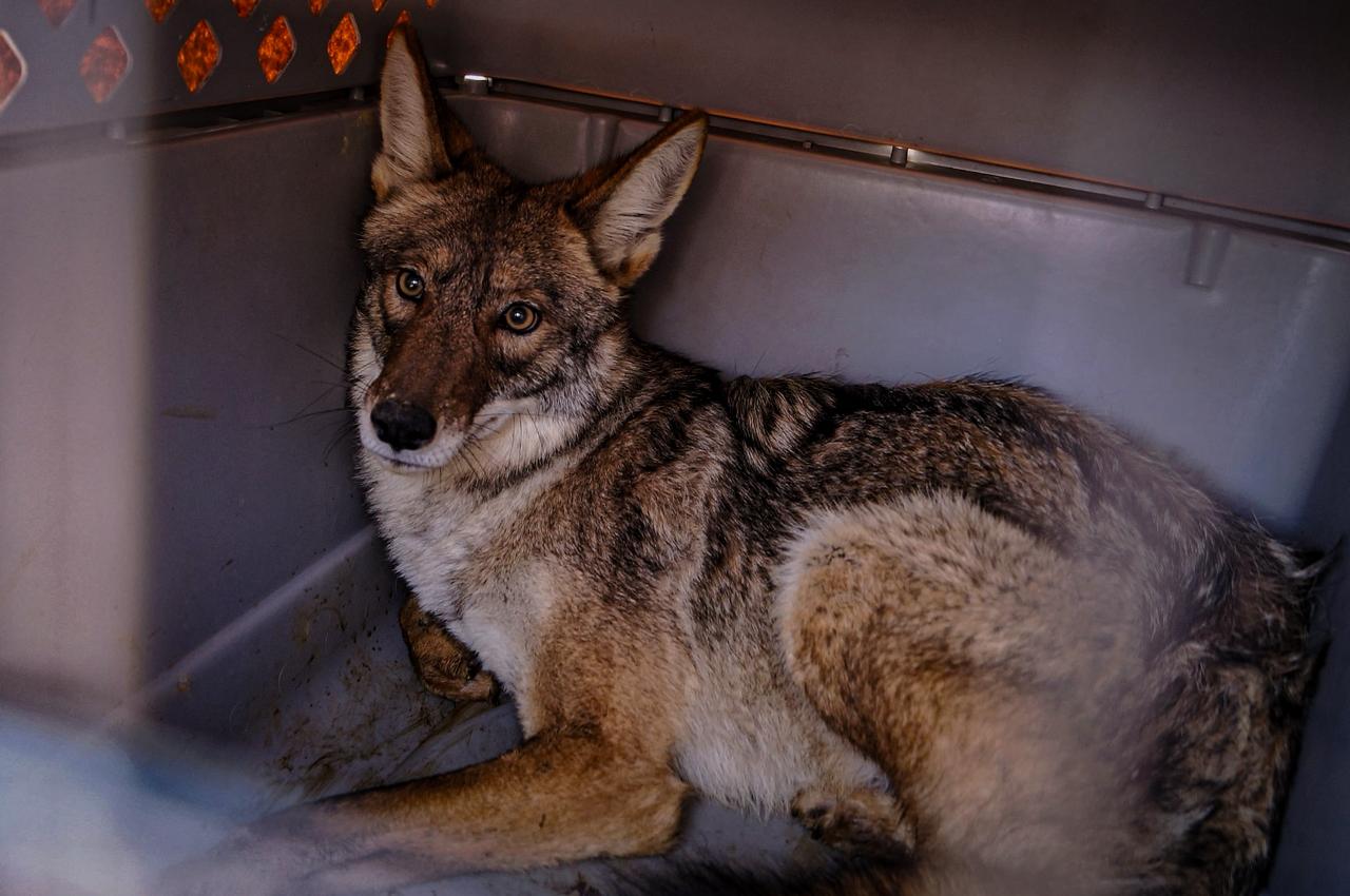 Rehabilitan y liberan a 16 ejemplares de fauna silvestre en Hidalgo