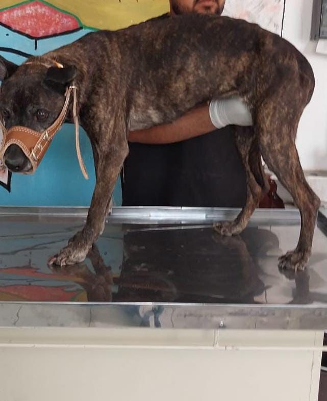 Rescatan a cuatro caninas en abandono en Los Tuzos