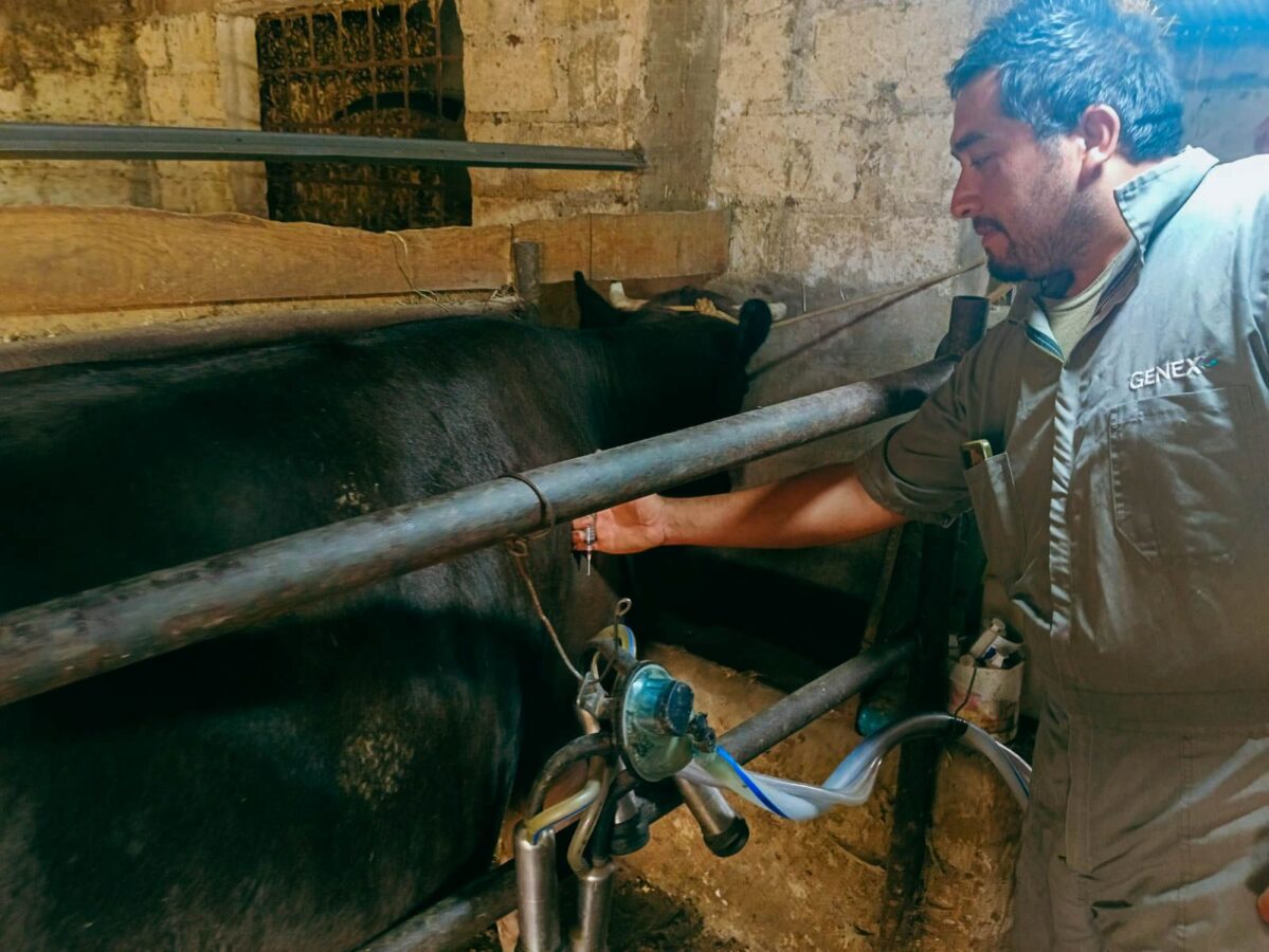 Huasca contra el gusano barrenador, refuercen vigilancia 