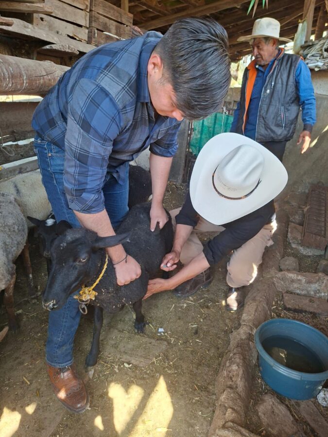 Protegen ganadería de Tulancingo con brigada preventiva del gusano barrenador