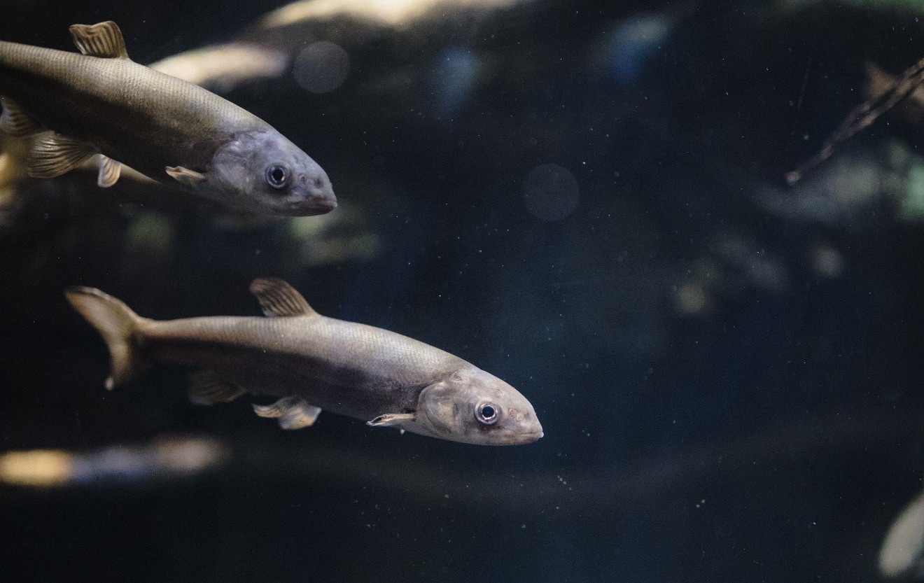 Organiza&nbsp;HuascaCapacitación al Sector Acuícola y Pesquero