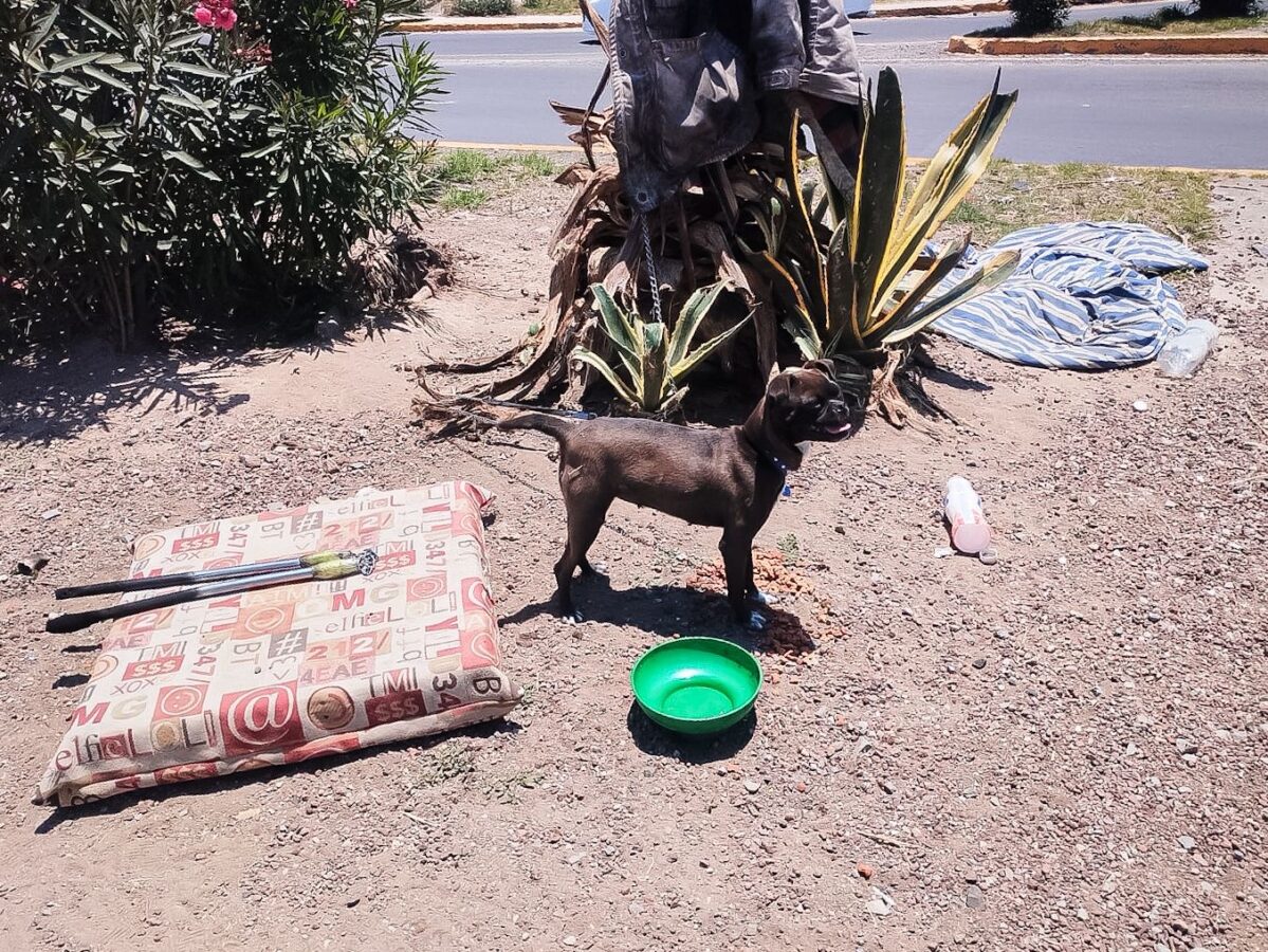 Rescatan a perrita ¡amarrada en un semáforo!