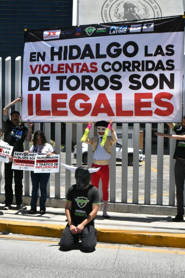 Organizaciones entregan carta al Congreso de Hidalgo contra corridas de toros