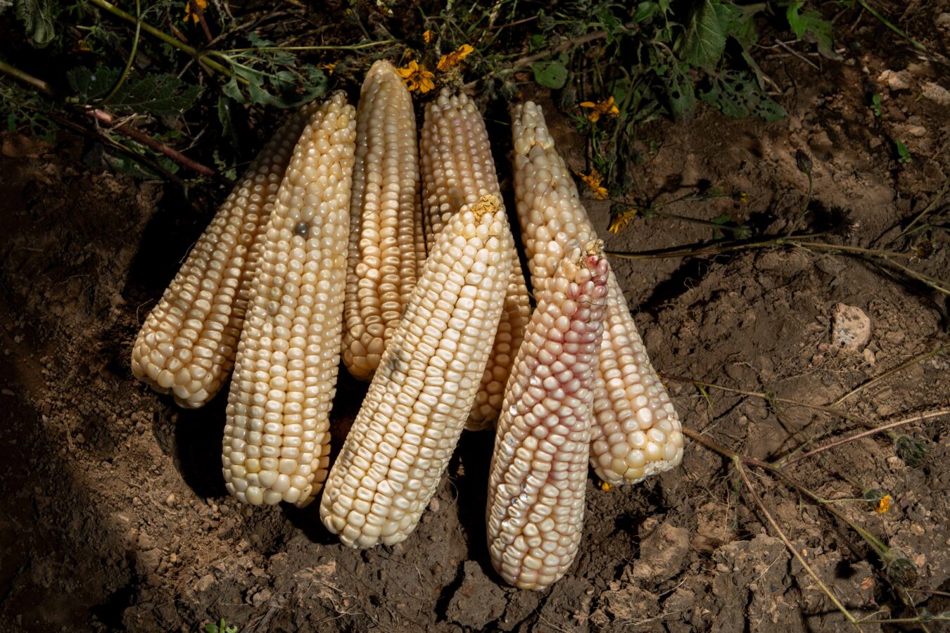 Inicia el pago del programa Sembrando Vida