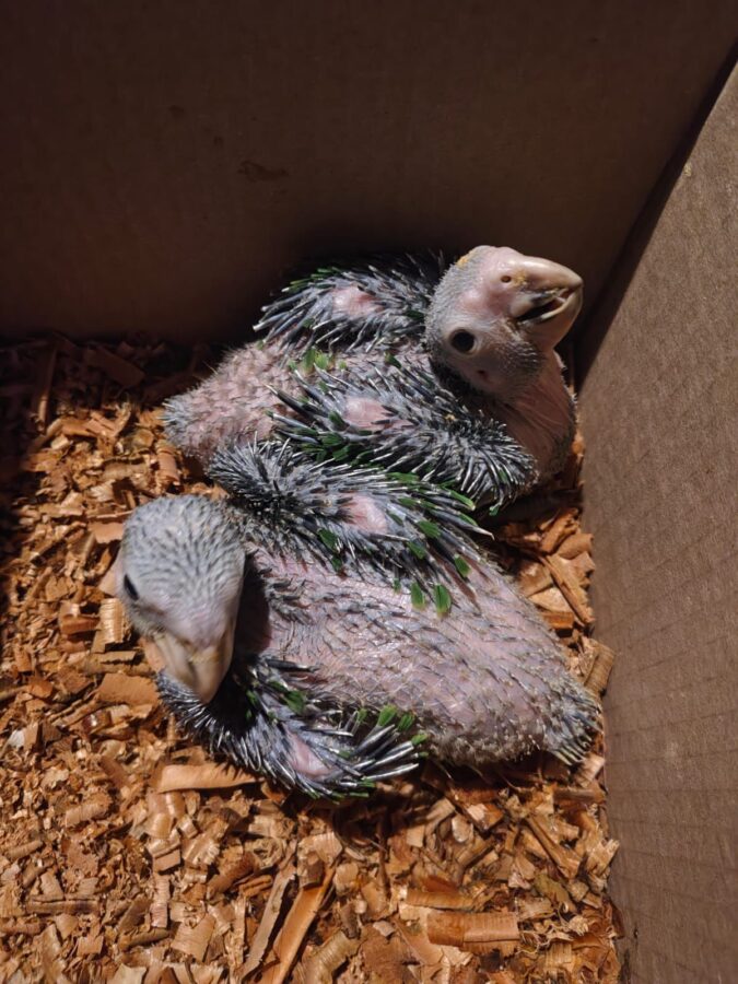 Detienen a una persona por venta de aves protegidas