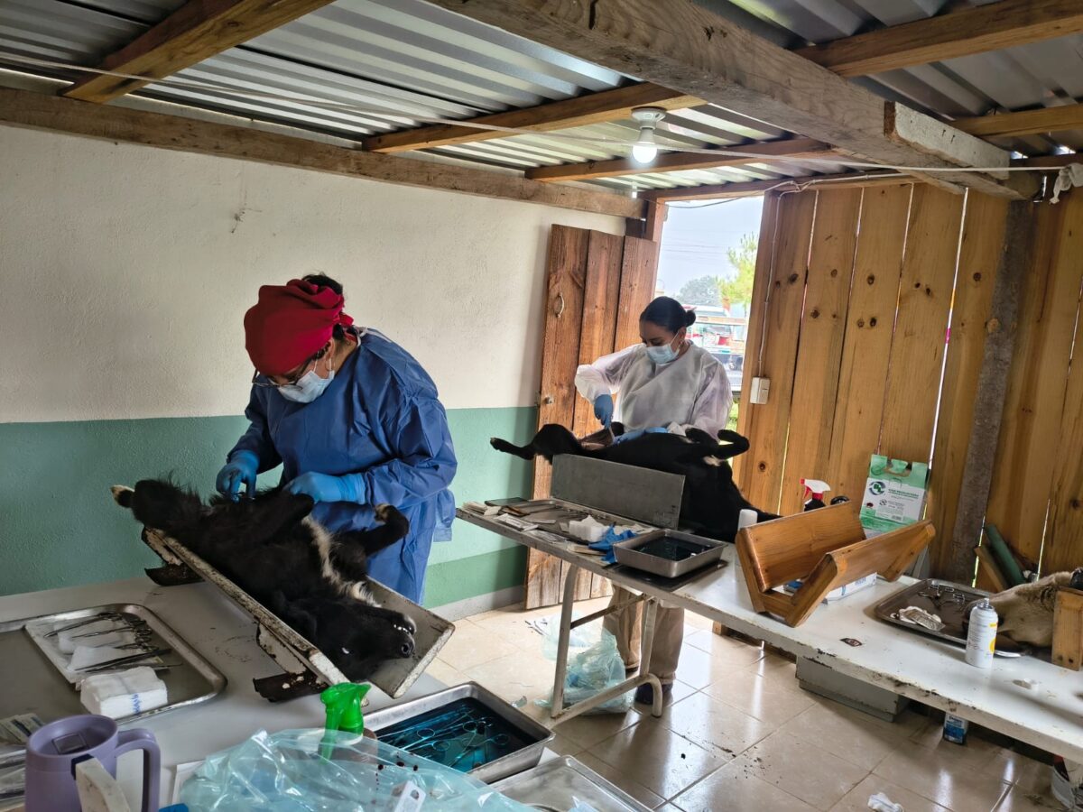 Fortalecen salud pública con jornada de esterilización en La Bóveda