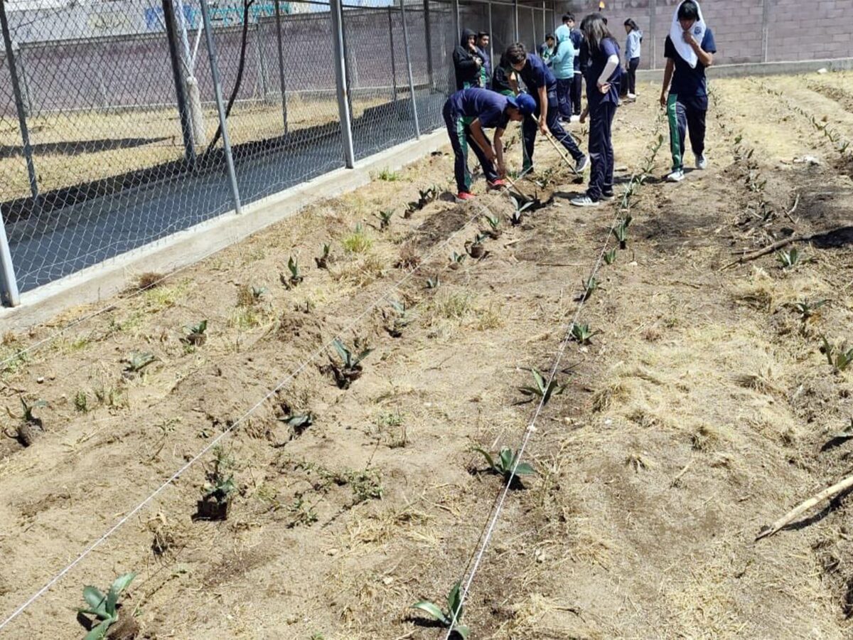 Estudiantes impulsan cultivos sostenibles en el Valle del Mezquital