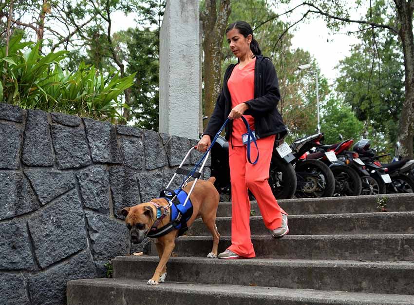 Perros guía, los “ojos” que dan seguridad y libertad