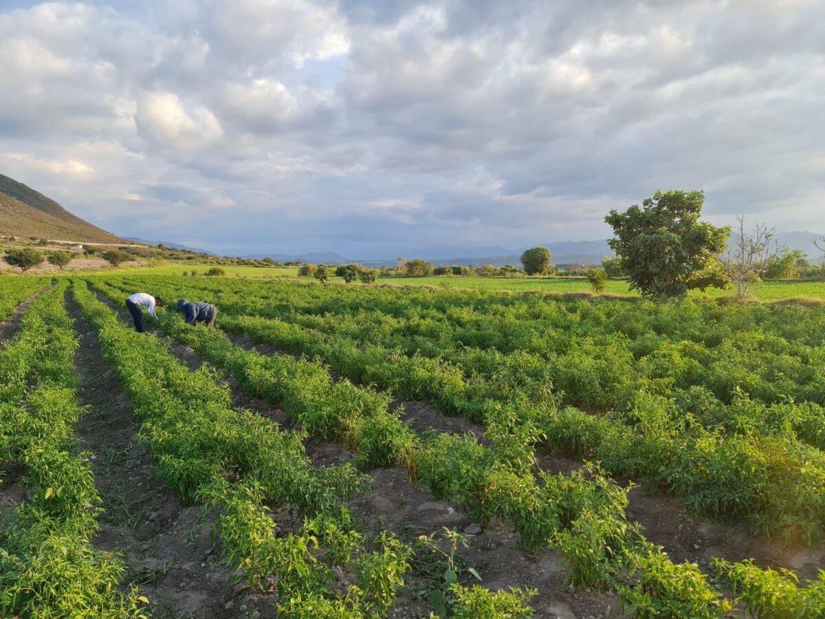 Llama&nbsp;Gobierno de México&nbsp;a productores del campo para&nbsp;regularizar concesiones de agua&nbsp;