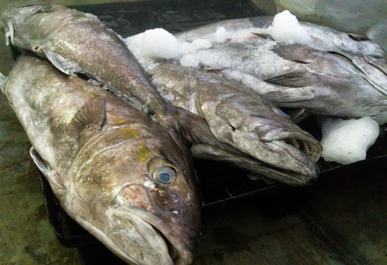 Inicia veda, Conapesca restringe captura en 15 estados