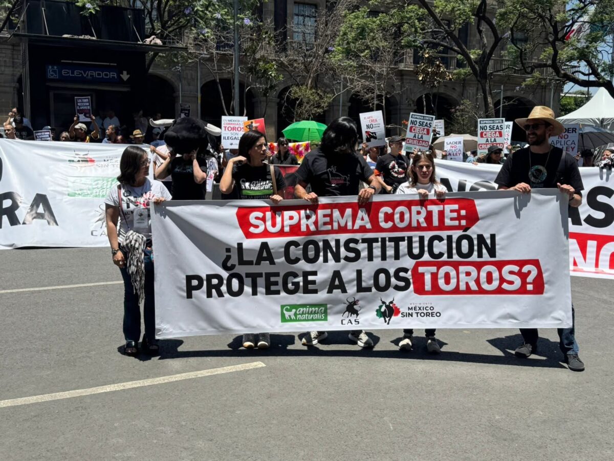 Organización animalista respalda revisión de la Suprema Corte sobre corridas de toros.