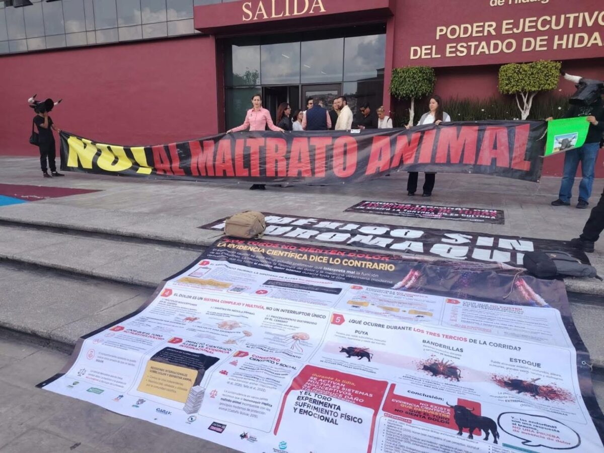Activistas rechazan consulta sobre corridas de toros en Hidalgo; afirman que “el maltrato no se consulta”