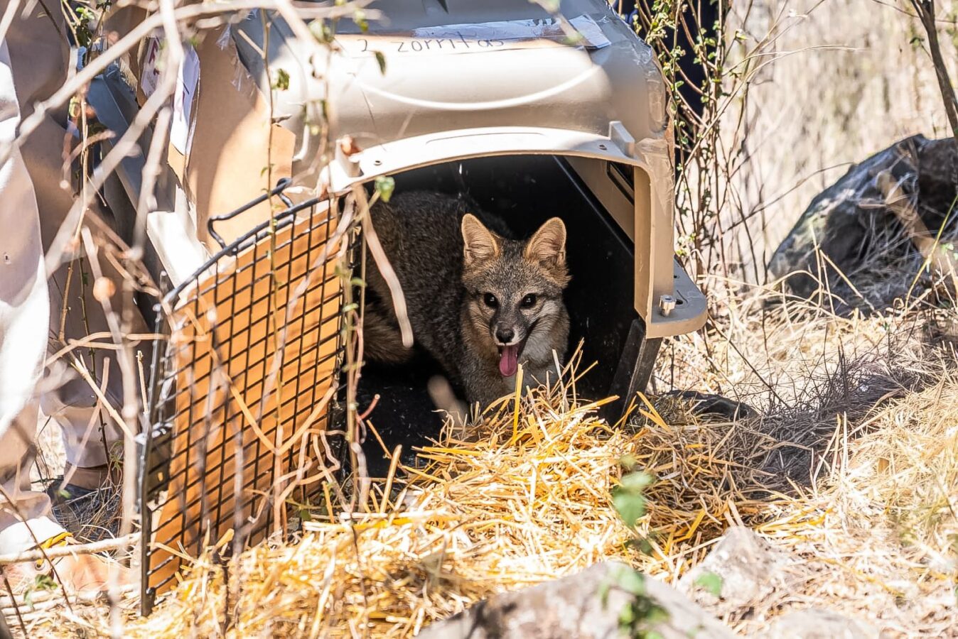 Realiza Unidad de Rehabilitación de Pachuca segunda liberación de fauna silvestre en Metztitlán