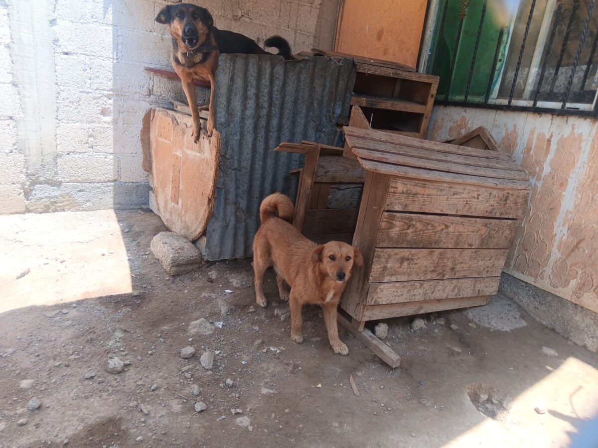 Refrenda Mineral de la Reforma su compromiso con la protección animal
