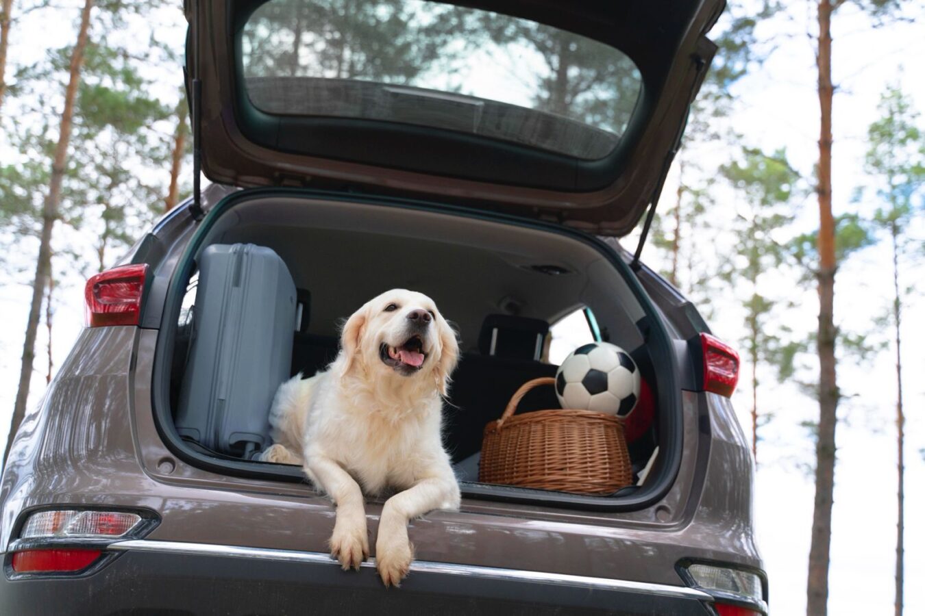 Perros de ‘raza única’ conquistan el turismo en año mundialista