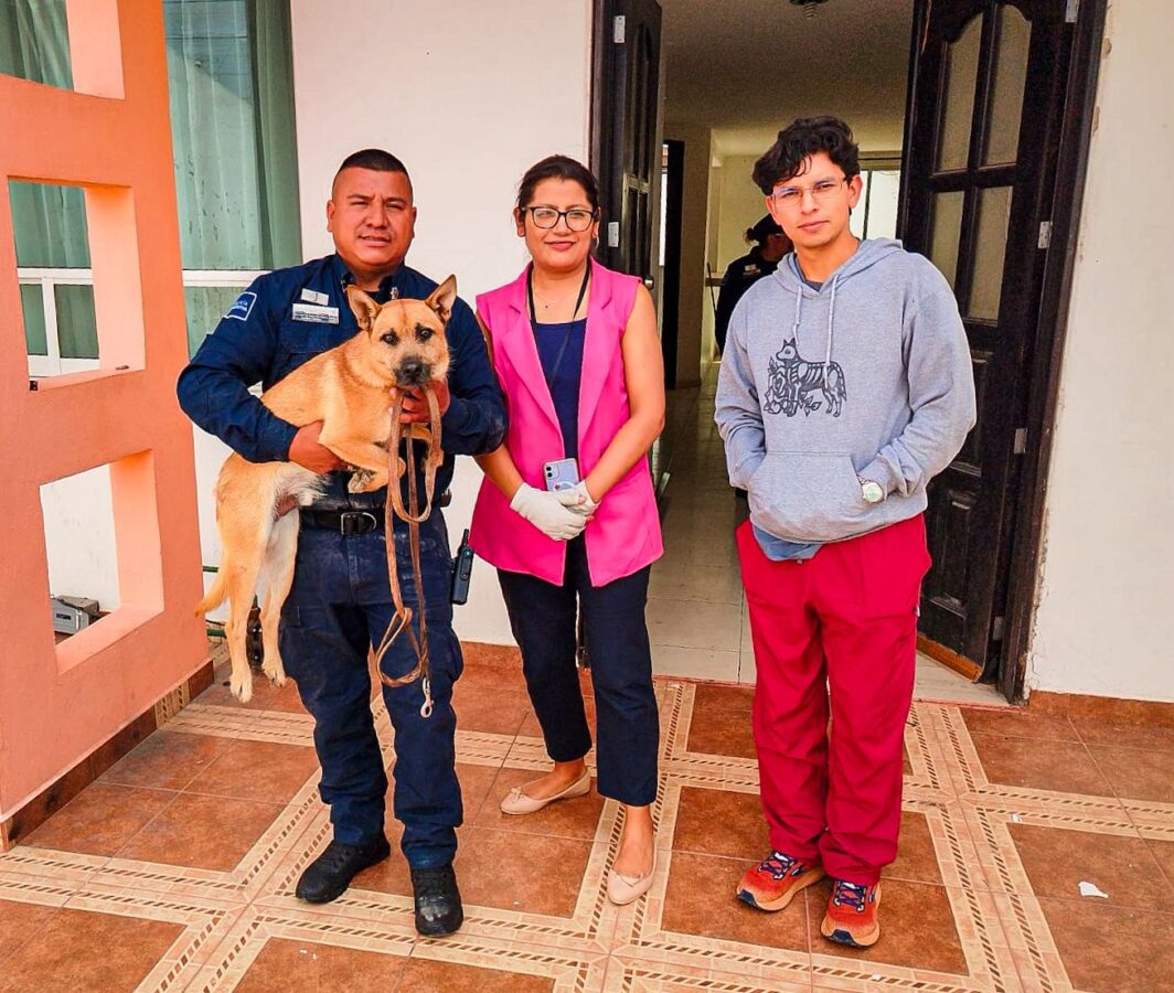 Atiende Pachuca reporte de abandono de dos perros al interior de un domicilio particular