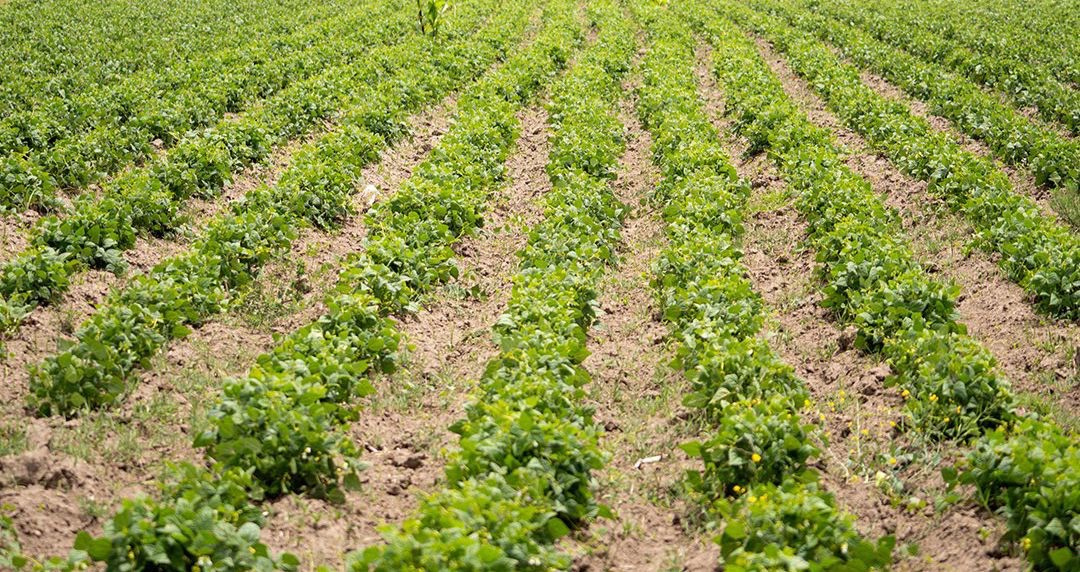 ¡Justicia para el campo! Gobierno Federal cancela deudas impagables