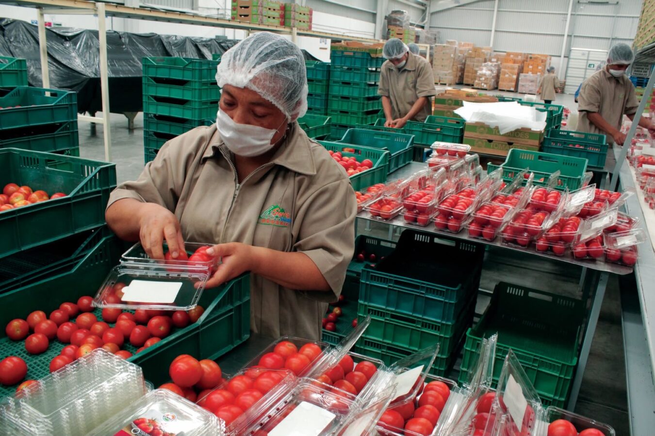 Precio del jitomate baja 17% tras pacto nacional