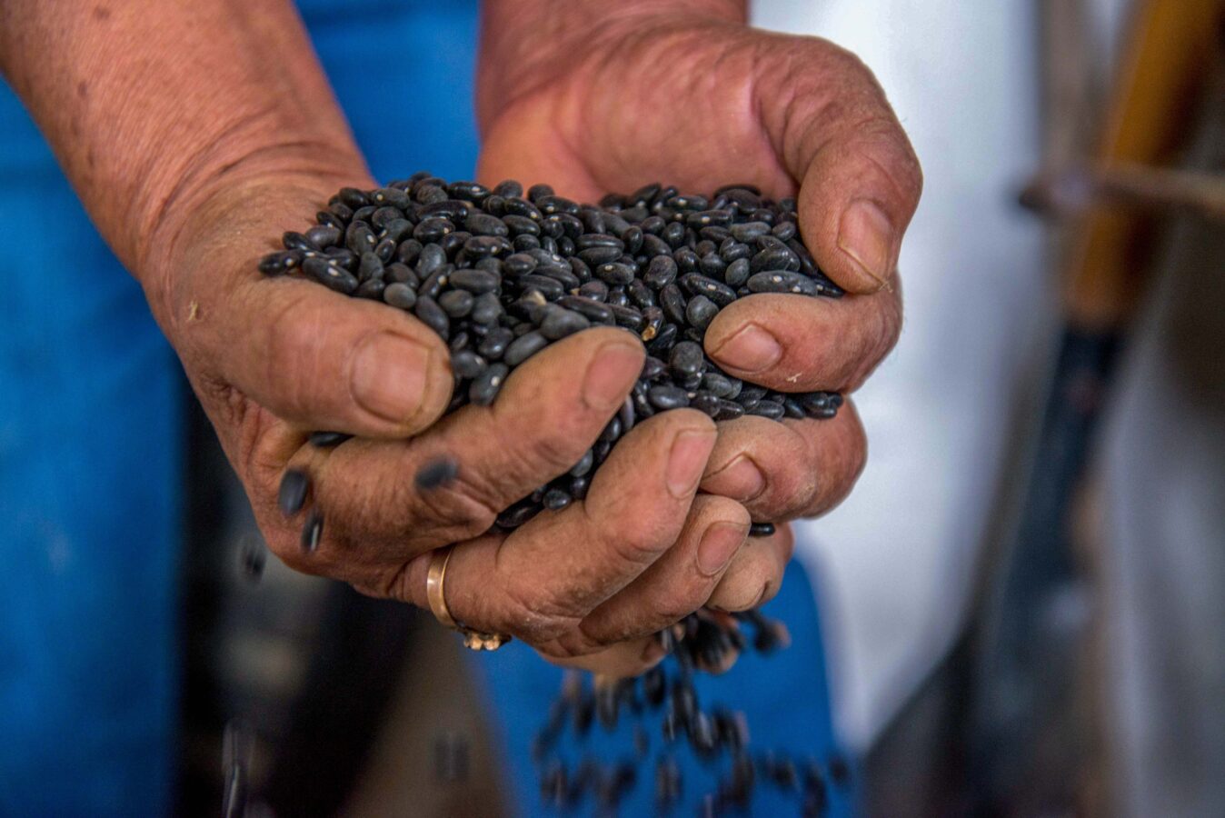 Sembrando Vida dispersa pago mensual en todo el país