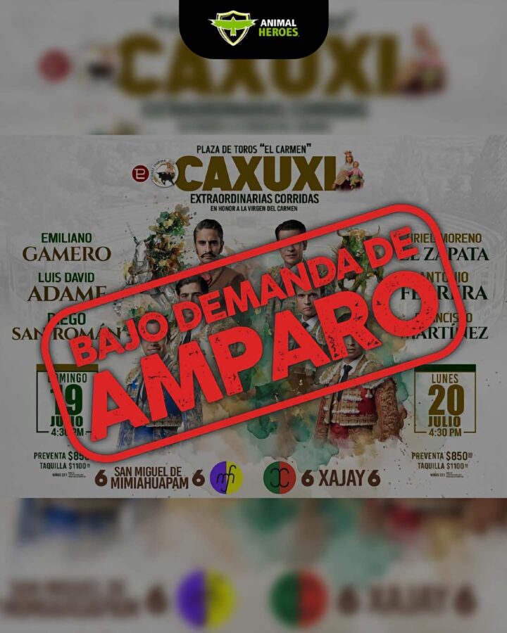 Presentan amparo contra corrida de toros programada en Caxuxi