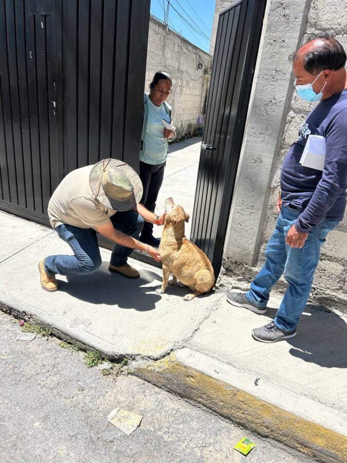Fortalece Zapotlán medidas preventivas y de vigilancia ante el gusano barrenador
