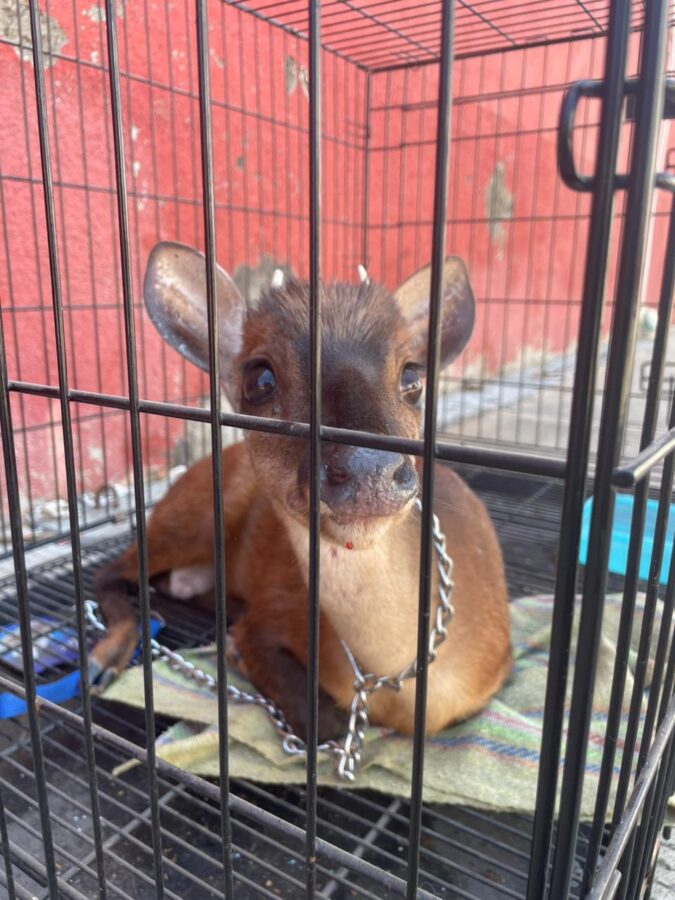 Rescata gobierno de San Agustín Metzquititlán venado temazate