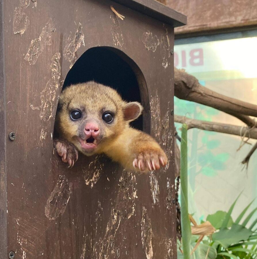Contribuye Pachuca a la conservación de la fauna silvestre con la rehabilitación y liberación de una martucha