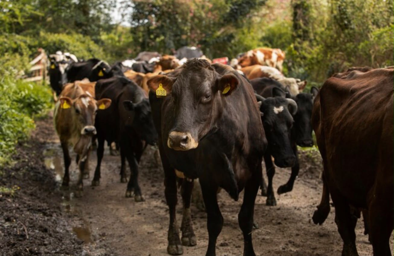 Capacitarán en Omitlán sobre el gusano barrenador del ganado