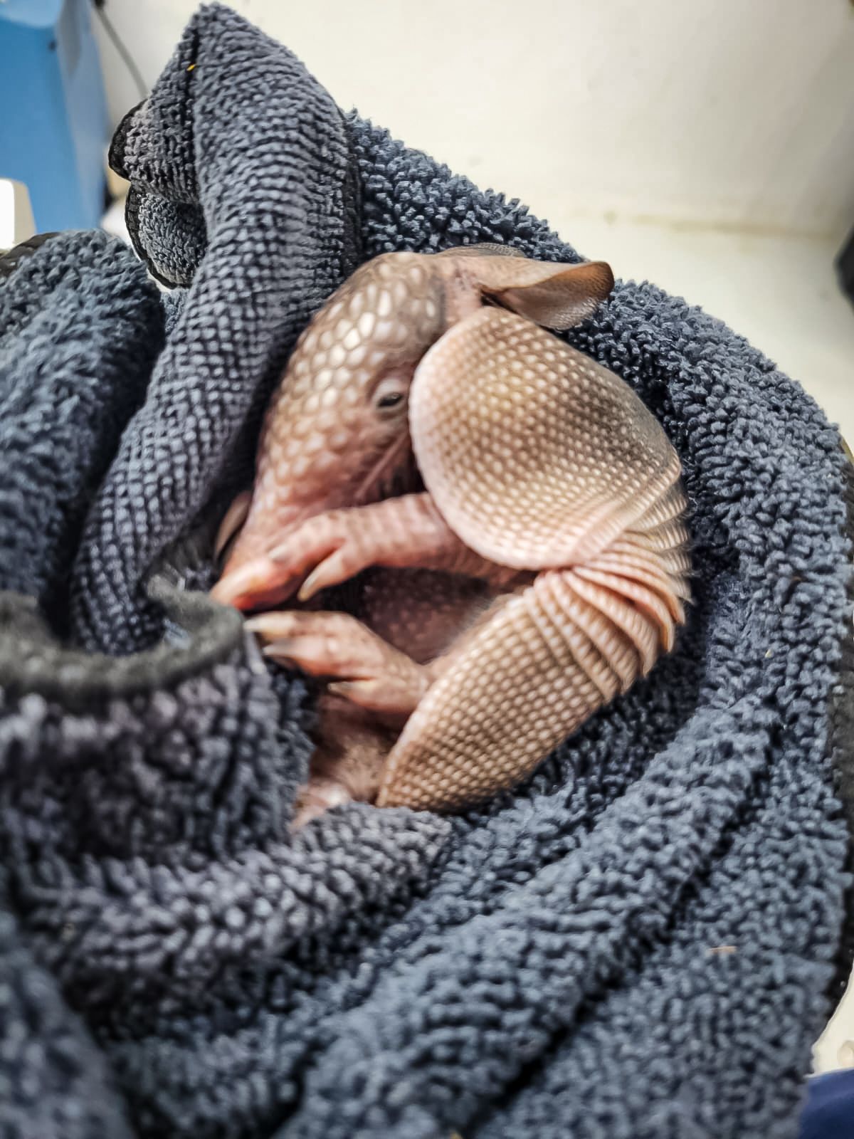 Recibe la URFS de Pachuca a armadillo rescatado en Mineral del Chico