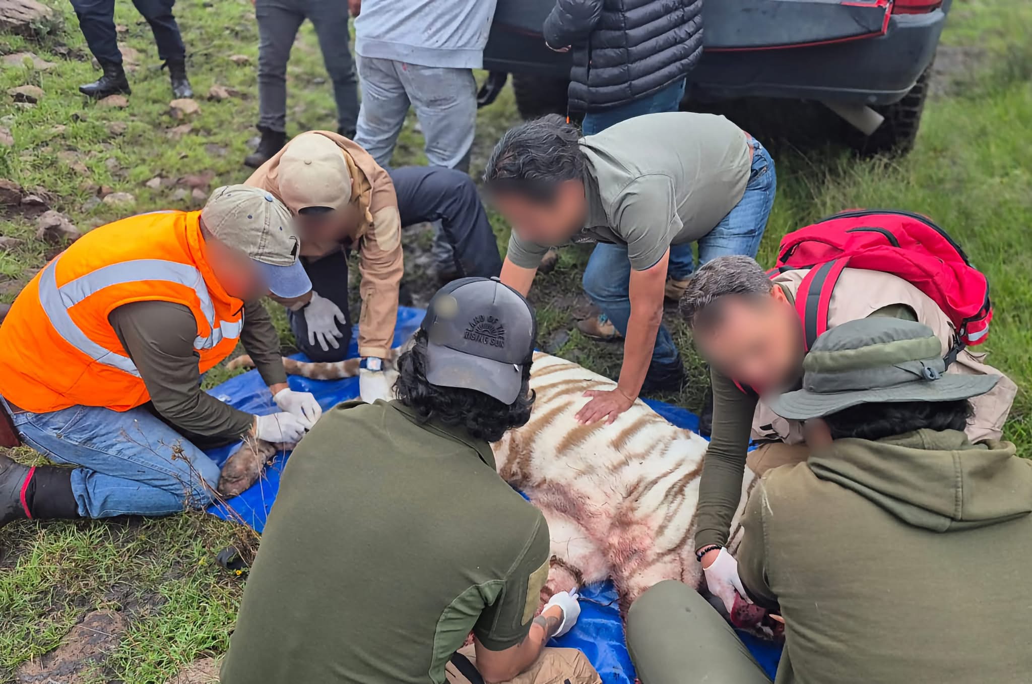 Matan a tigre de bengala durante operativo de rescate en Tepetlaoxtoc