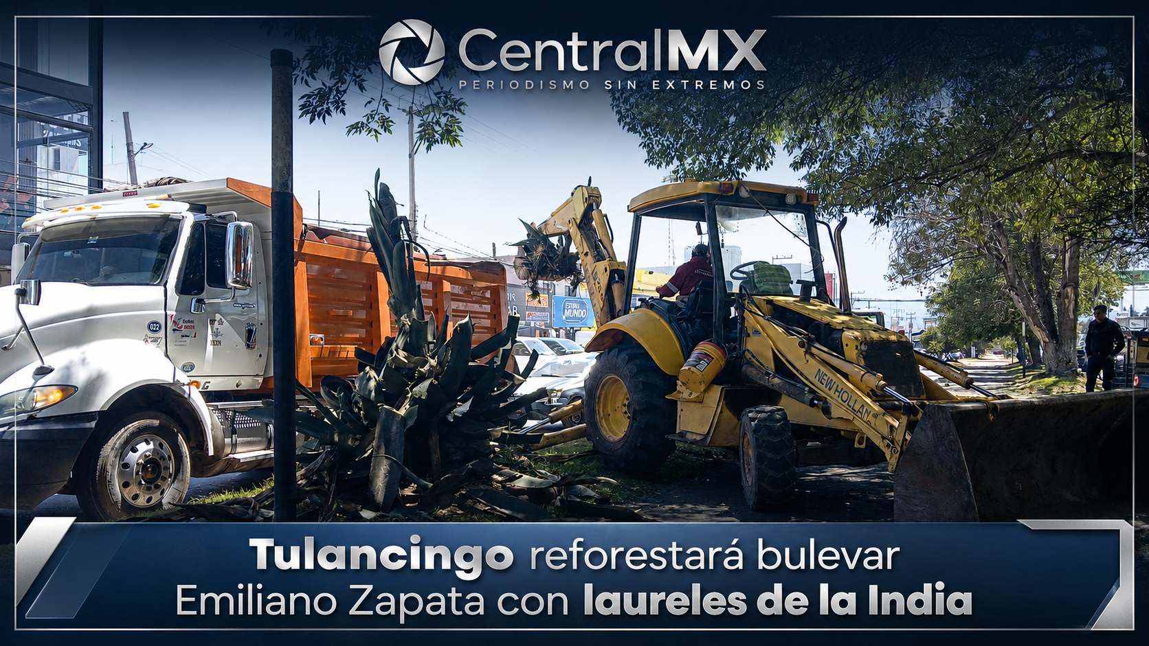 Tulancingo reforestará bulevar Emiliano Zapata con laureles de la India