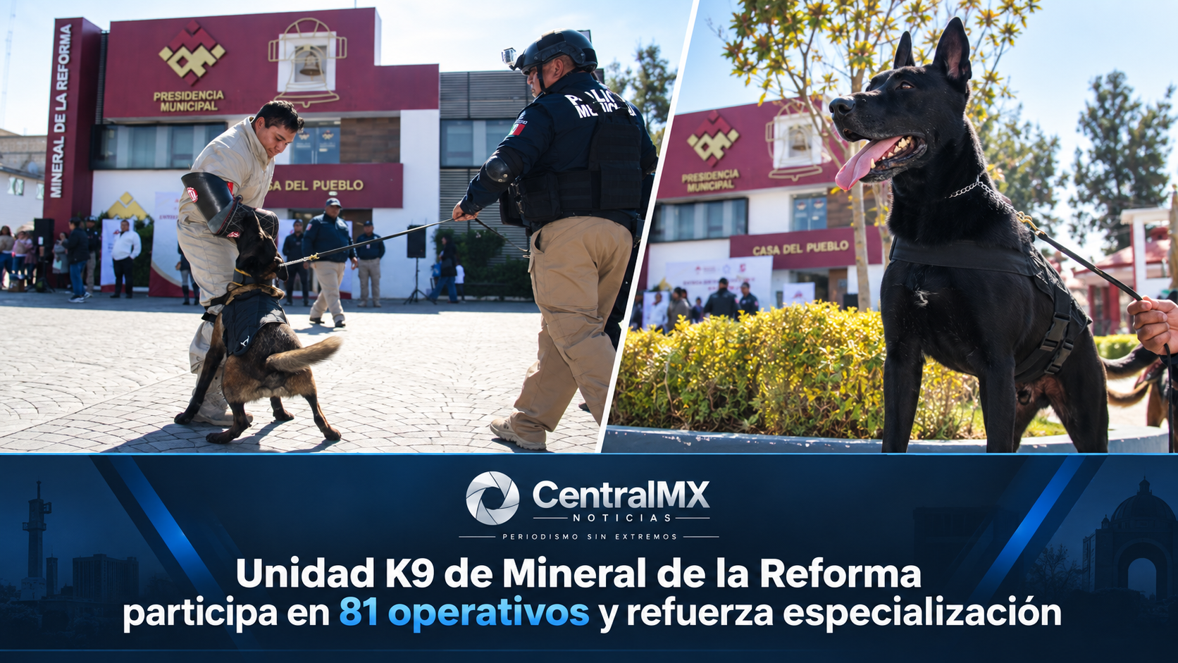 Unidad K9 de Mineral de la Reforma participa en 81 operativos y refuerza especialización