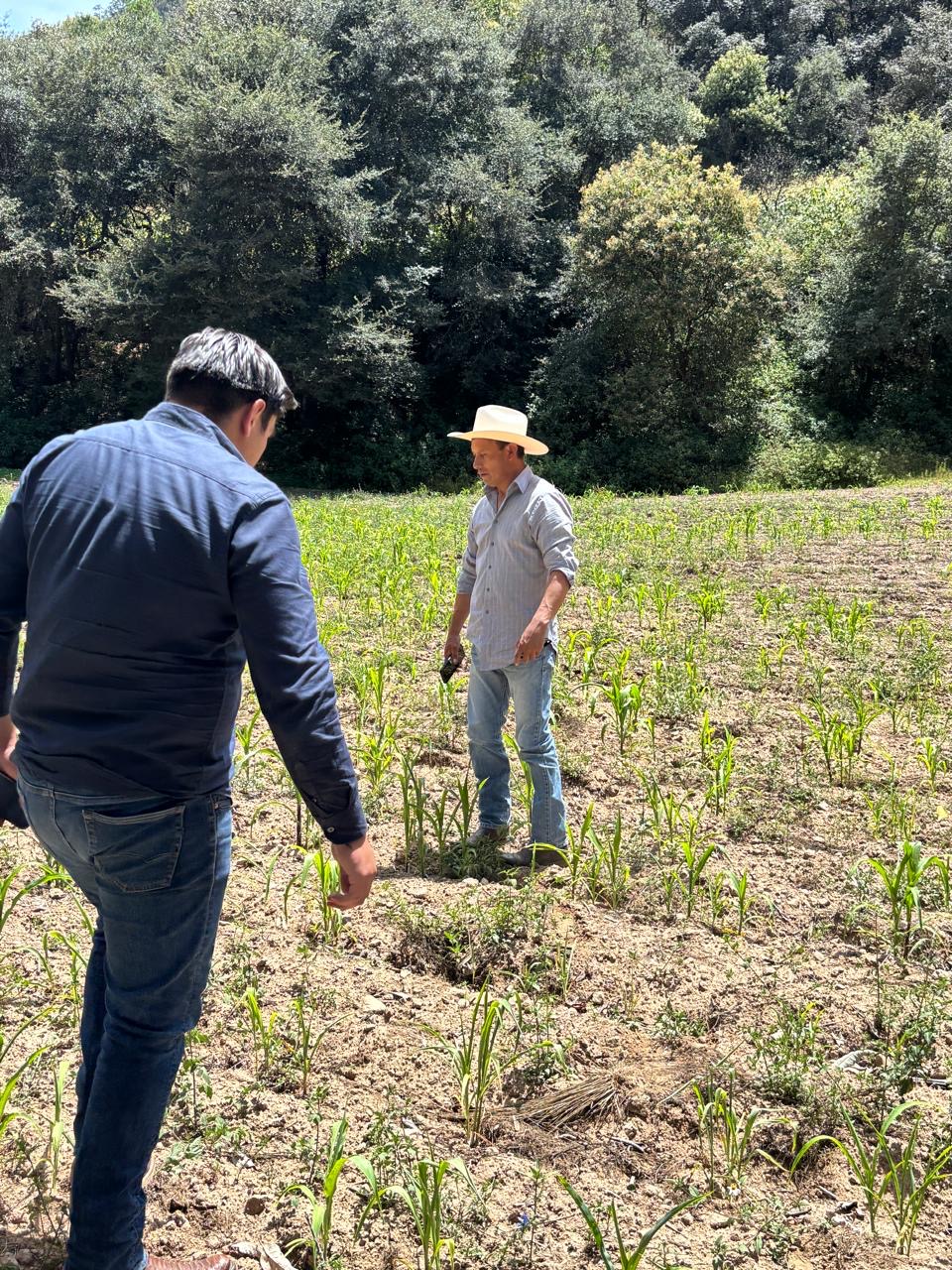 Falta de lluvias reduce cosecha de temporal en Tulancingo